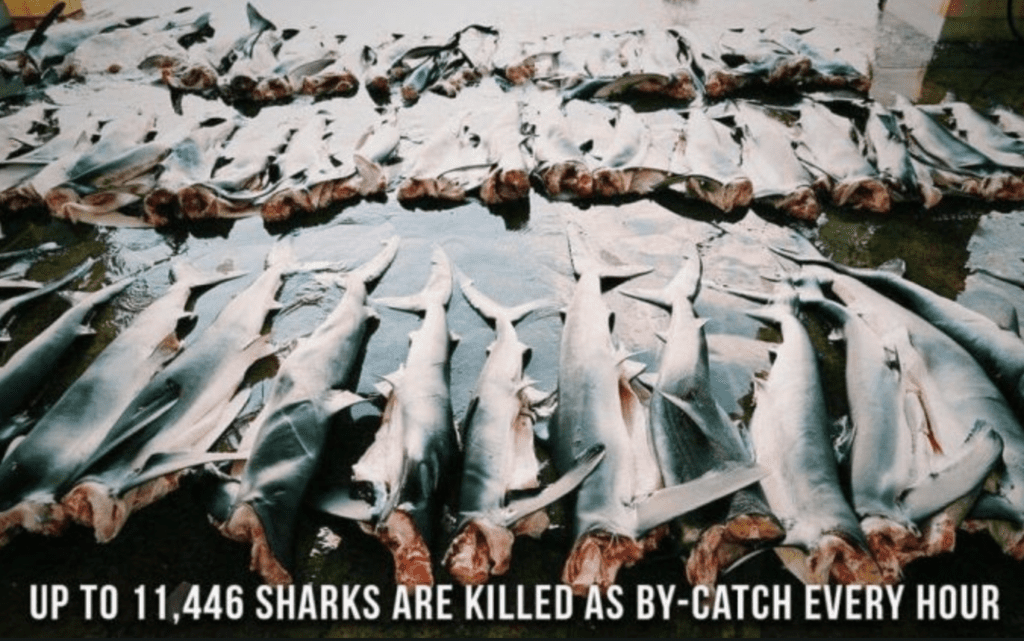 Seaspiracy-Exposes-the-Commercial-Fishing-Industry-30,000-sharks-per-hour