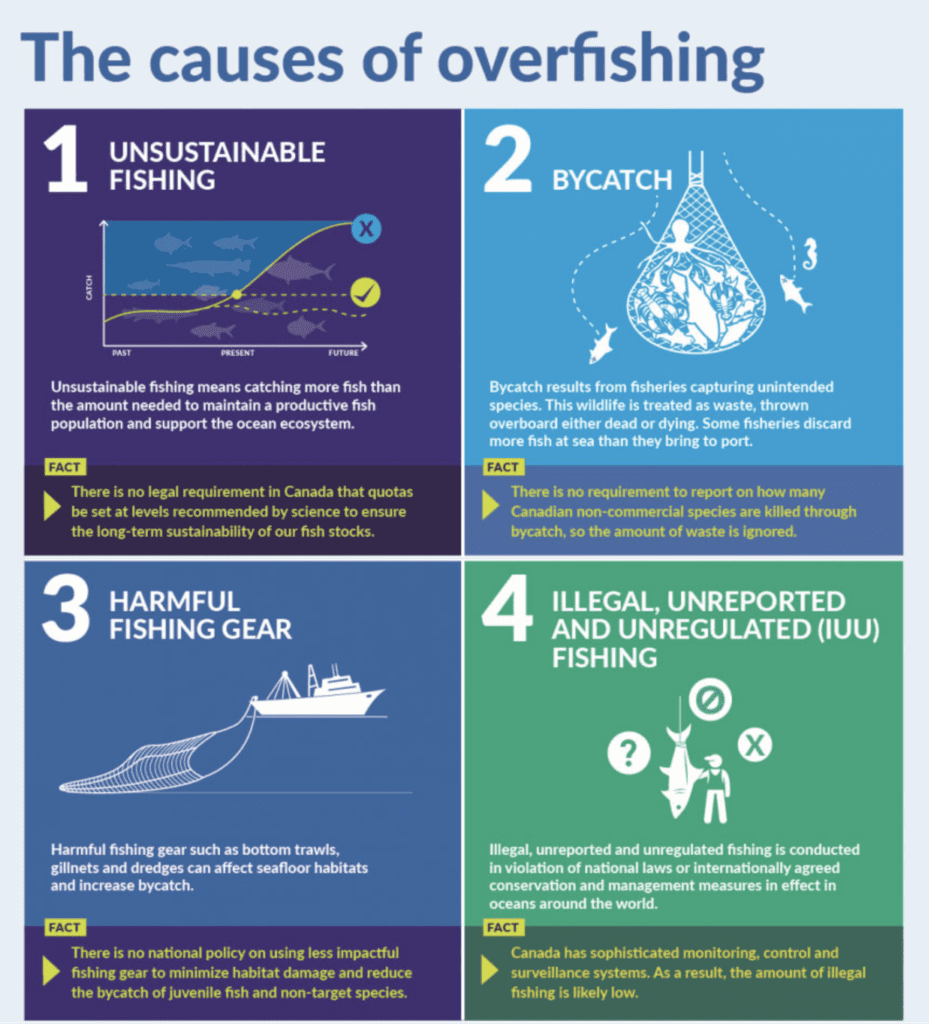 Causes-of-Commercial-Overfishing