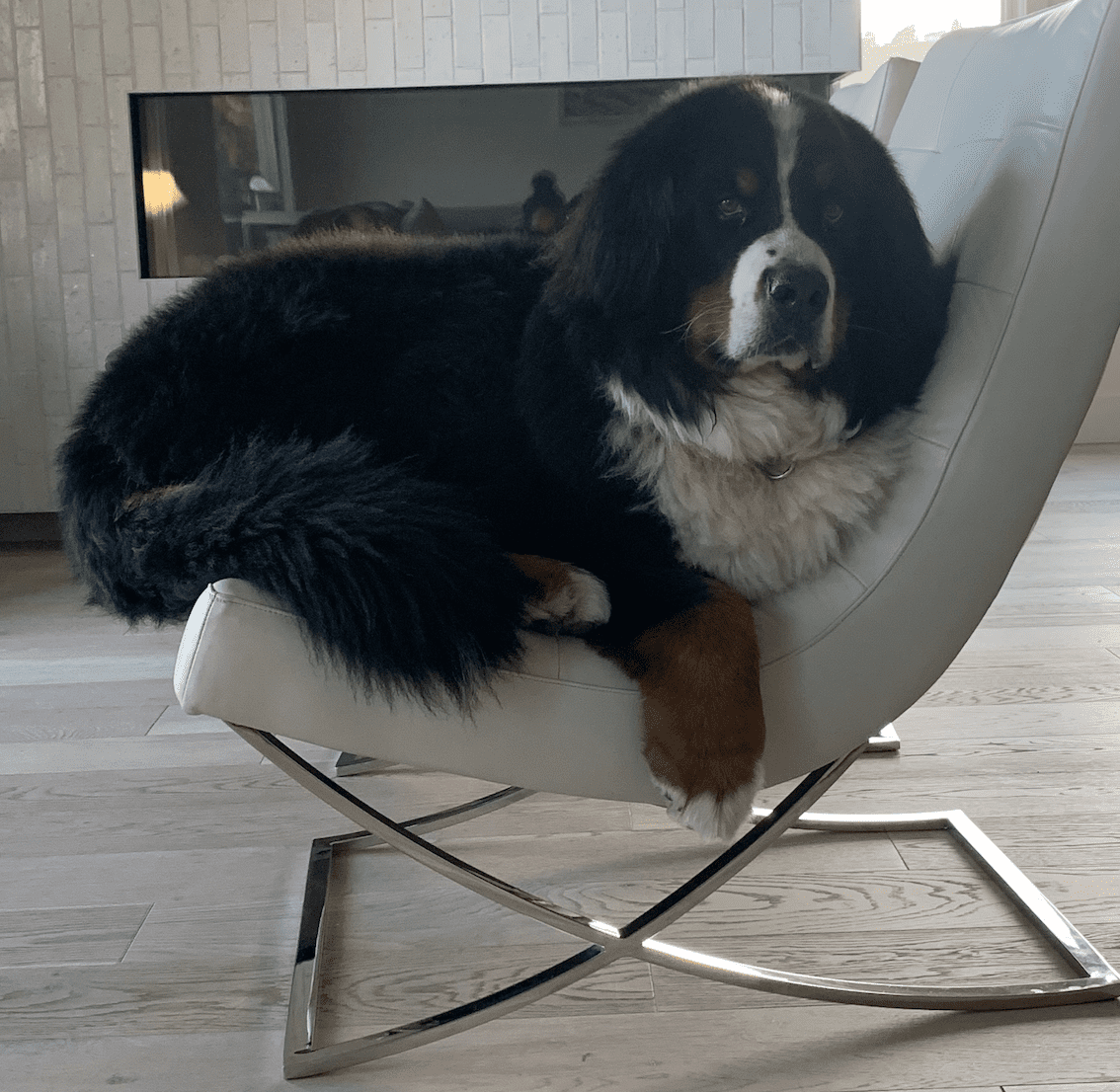 do-bernese-mountain-dogs-know-their-size