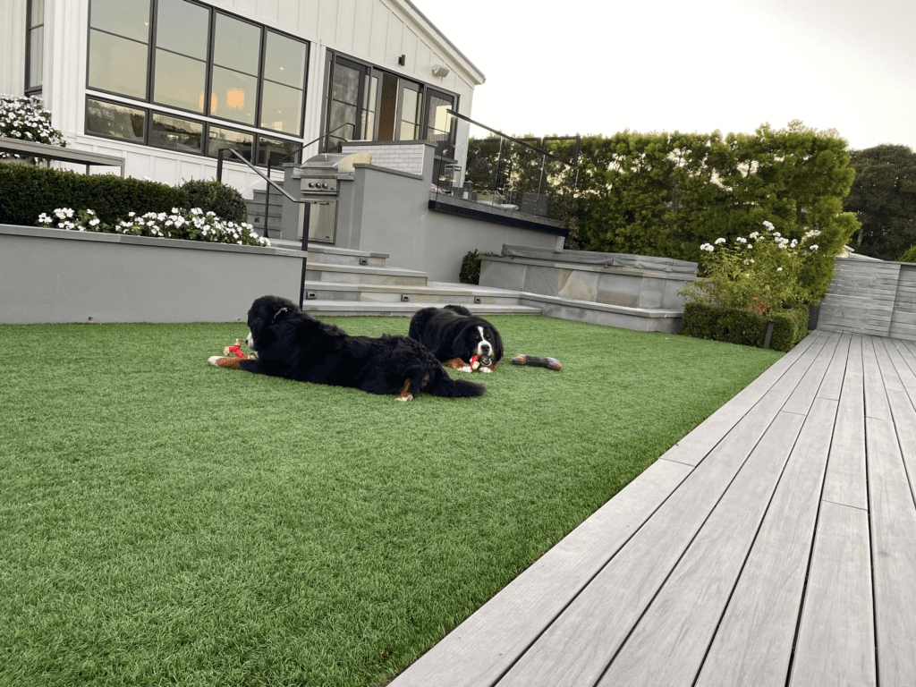 Dog-Proof-Your-Lawn-Lola-&-Fenway-The Berners