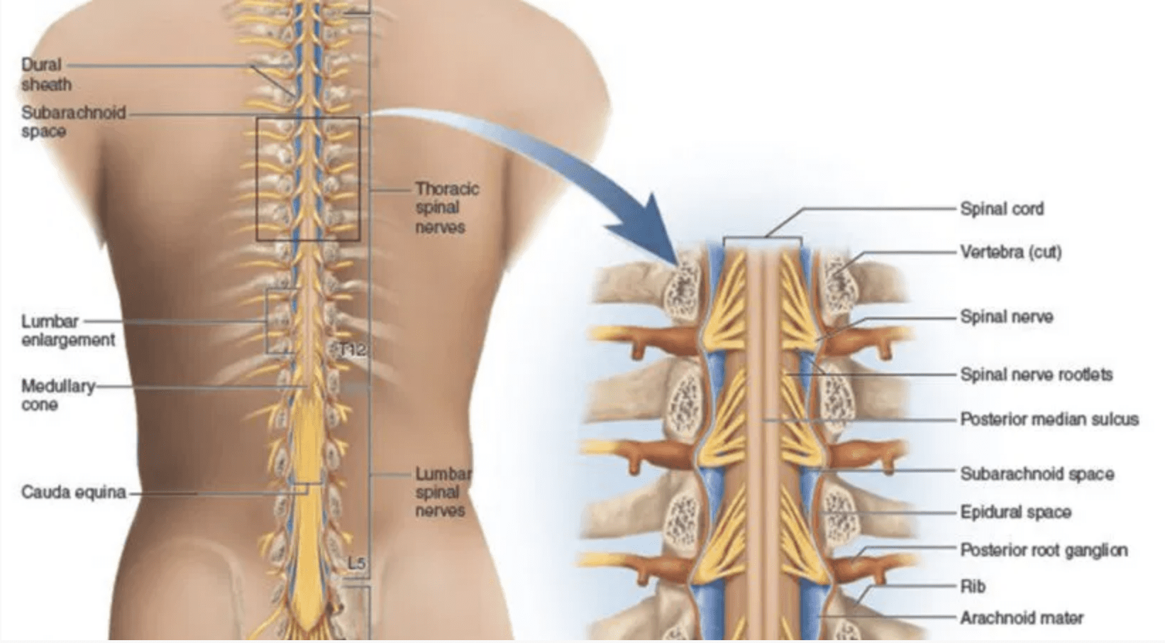 Back-Pain-Management-Treatments