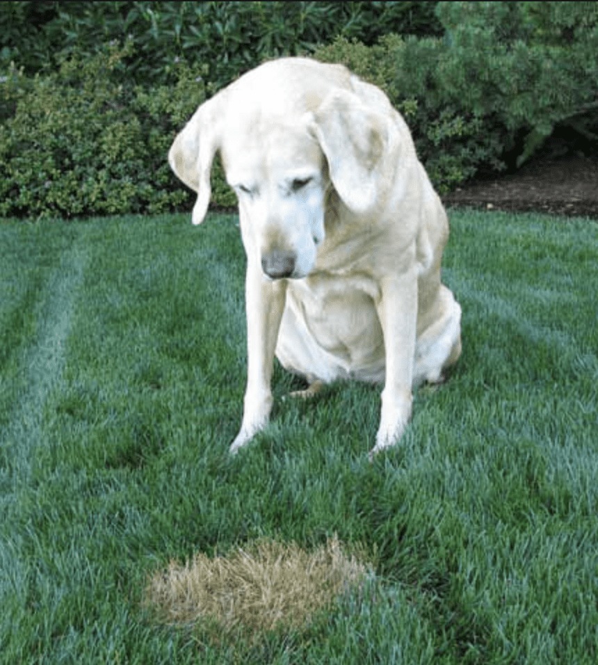 Dog-Proof-Your-Lawn-Against-Pet-Urine-&-Feces