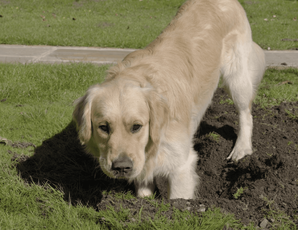 Dog-Proof-Your-Lawn-Against-Digging
