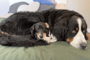 bernese-mountain-dogs-are-great-playmates