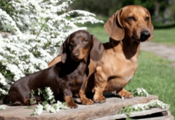 Profile-of-Standard-and-Miniature-Dachshunds
