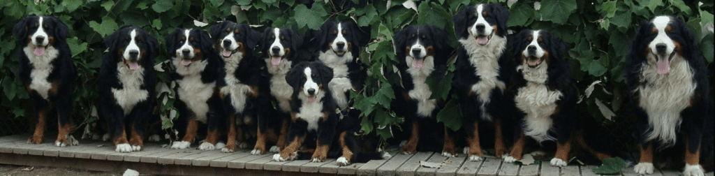 family-of-bernese-mountain-dogs
