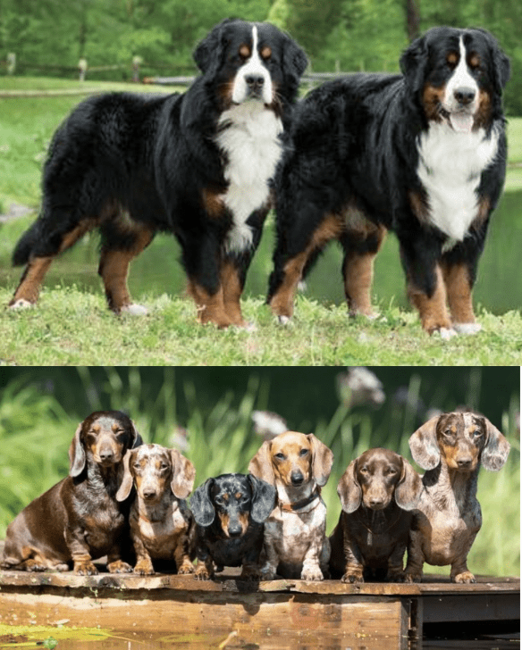 Bernese-Mountain-Dogs-Dachshunds