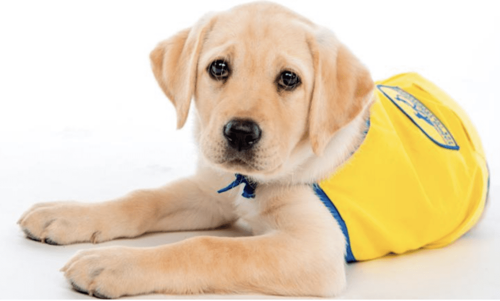 Why-Dogs-Are-a-Necessity-for-Humans-Choosing-the-Right-Puppy