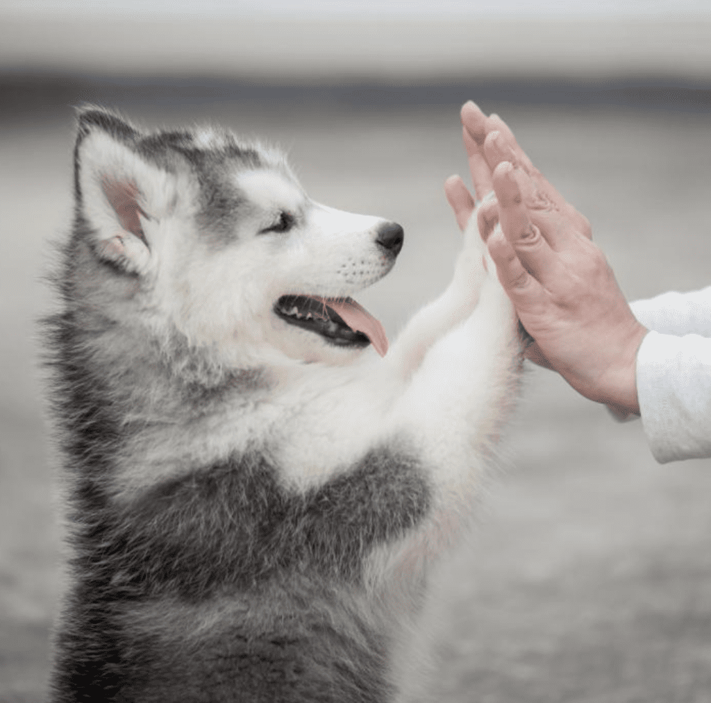 Why-Dogs-Are-a-Necessity-for-Humans-High-FIve