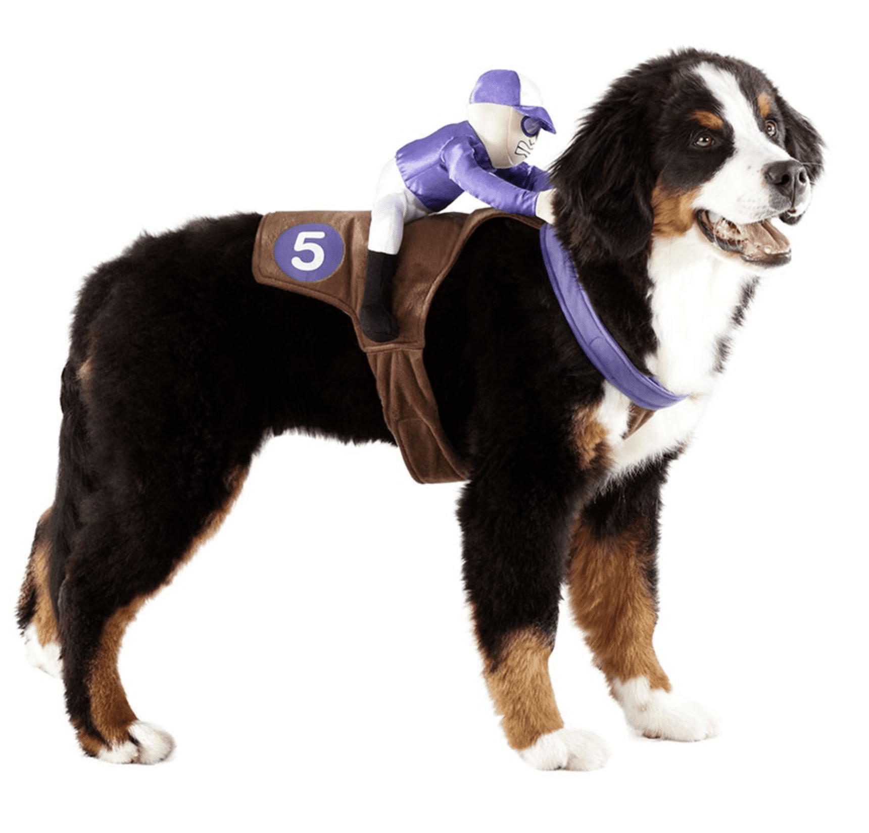BerneseMountain-Dogs-in-Halloween-Costumes