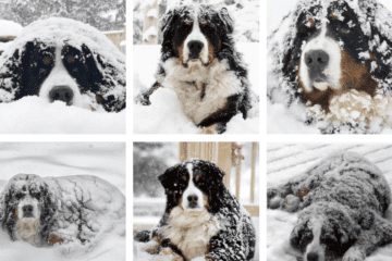 bernese-mountain-dogs-are-snow-dogs