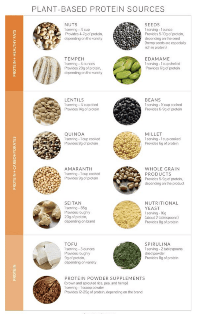 Why-Plant-Based-Proteins-Are-Important