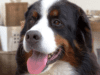 all-about-bernese-mountain-dog-behavior