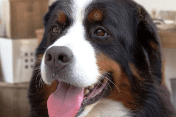 all-about-bernese-mountain-dog-behavior