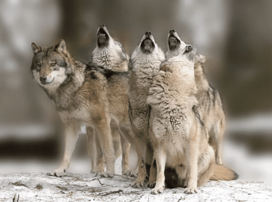 do-animals-think-coyote-pack