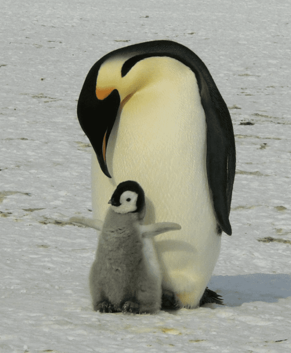 do-animals-think-Penguins-Find-Their-Kids