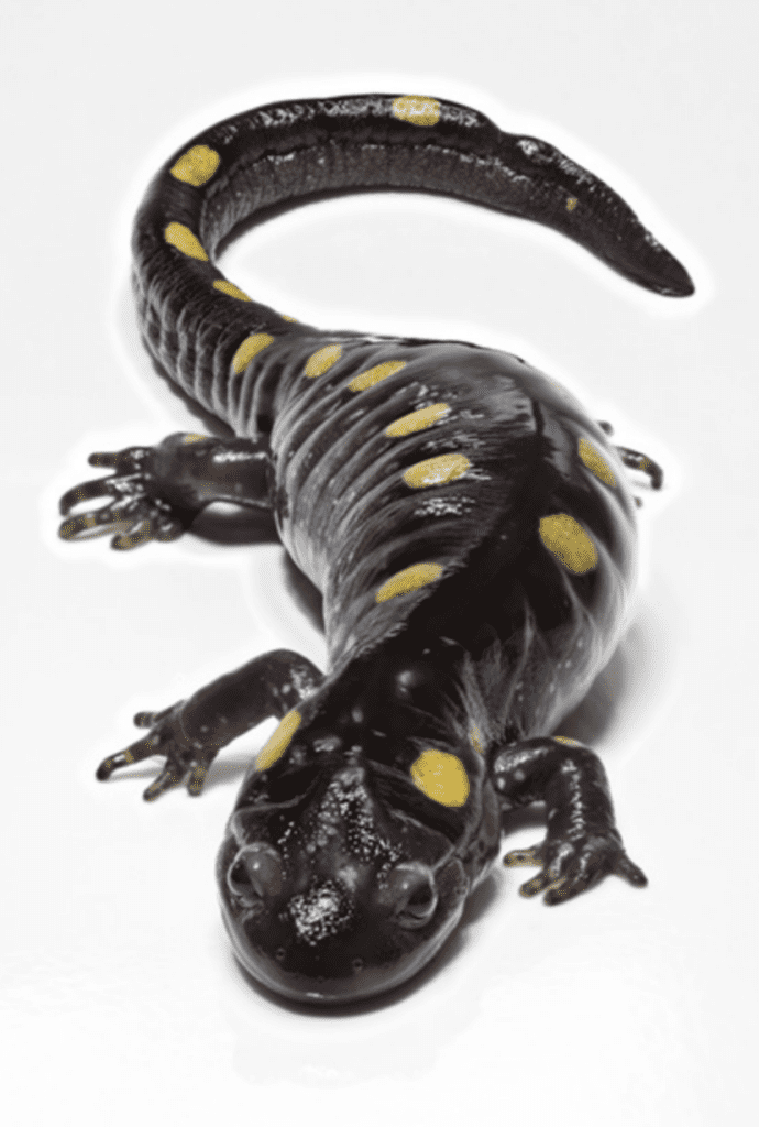 Salamander-Counting