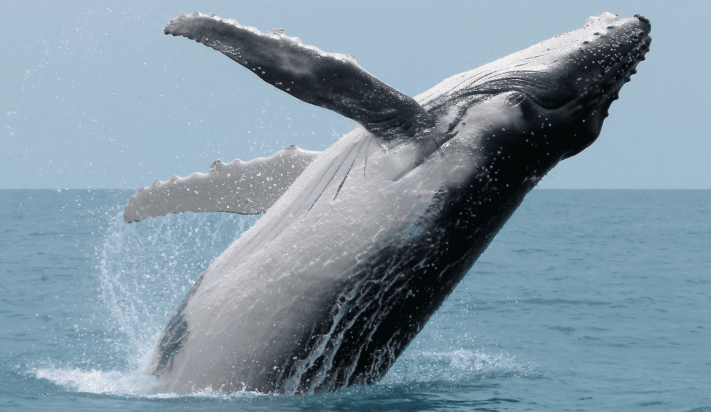 do-animals-think-humpback-justice