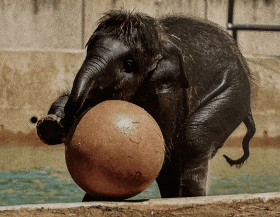 do-animals-think-elephant-innovation