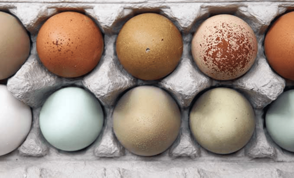 Buying-and-Storing-Eggs-Eggshell-Color