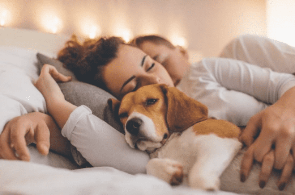why-we-love-dogs-more-than-humans-dog-sleeping-in-bed