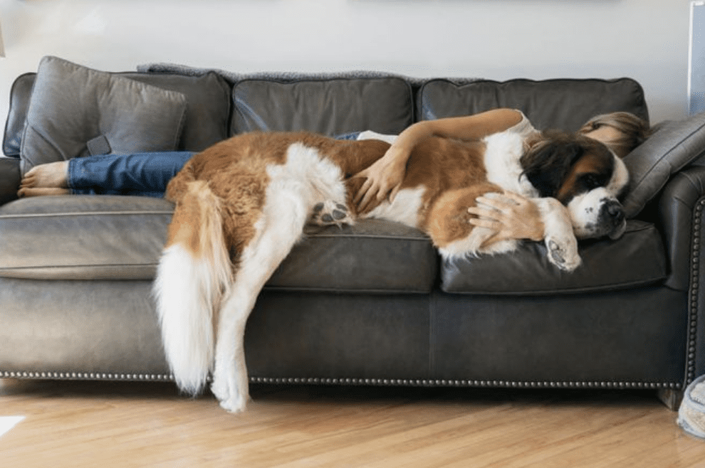 why-we-love-dogs-more-than-humans-dogs-sleeping-on-couch