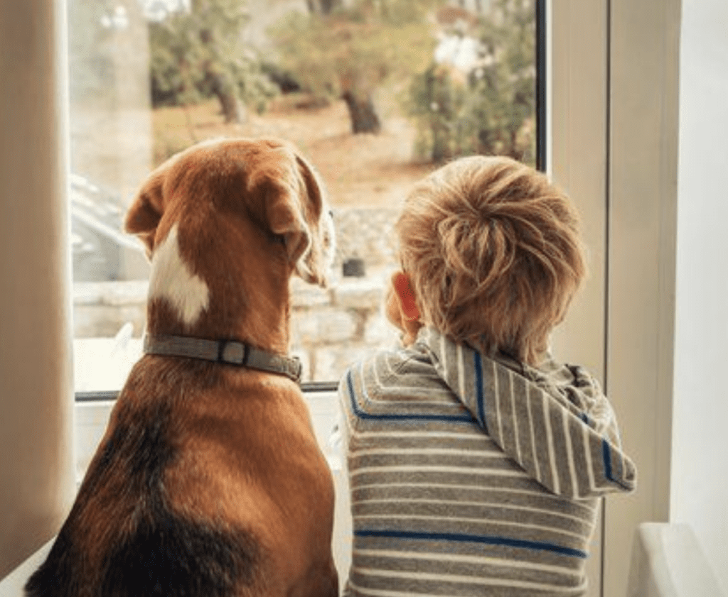 why-we-love-dogs-more-than-humans-the-bond-between-dogs-humans