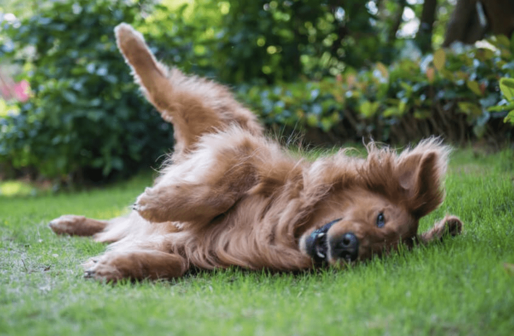 Why-Dogs-Roll-in-the-Grass-Should-You-Stop-Your-Dog-From-Rolling-in-Grass