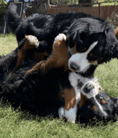why-dogs-roll-in-the-grass