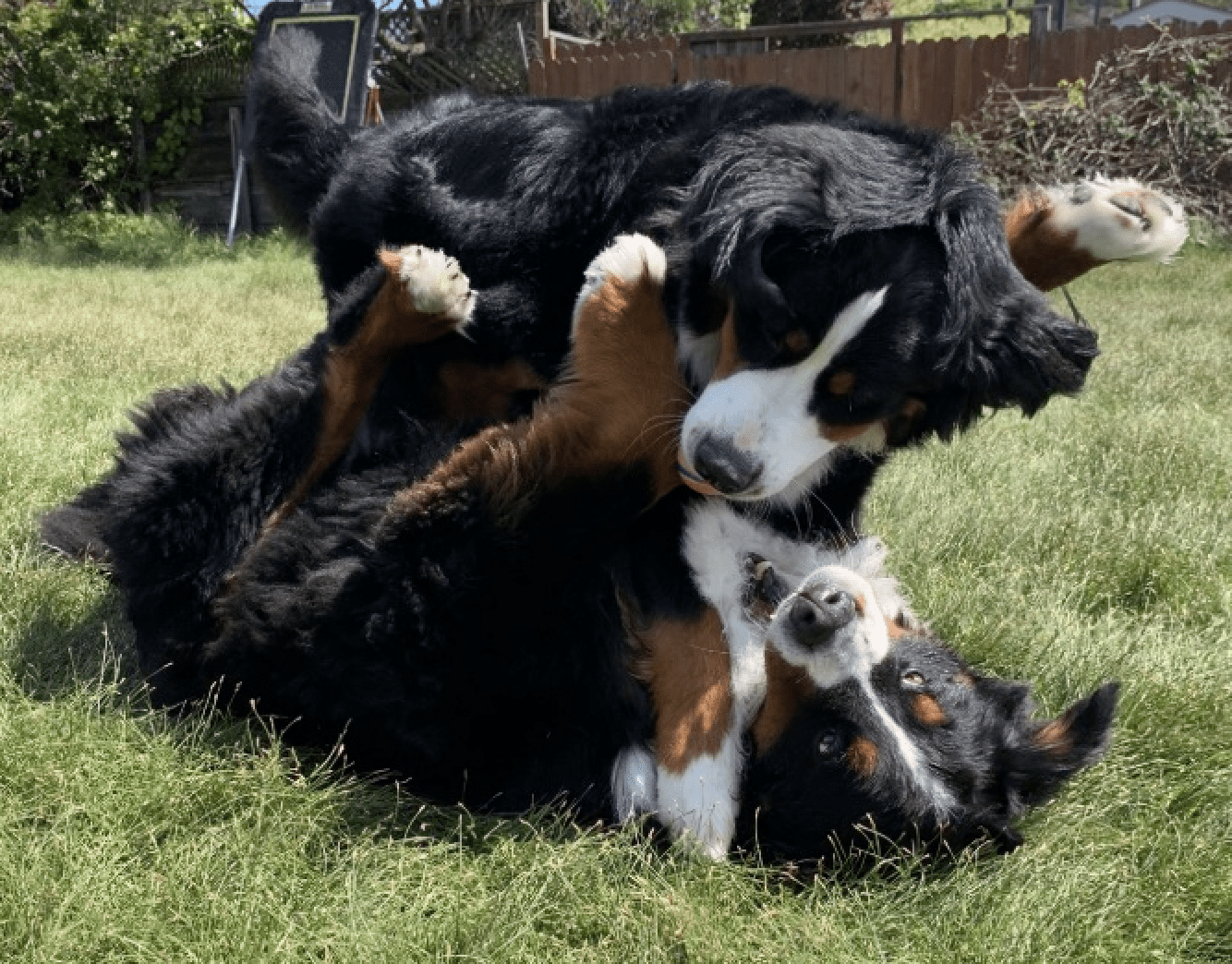 why-dogs-roll-in-the-grass