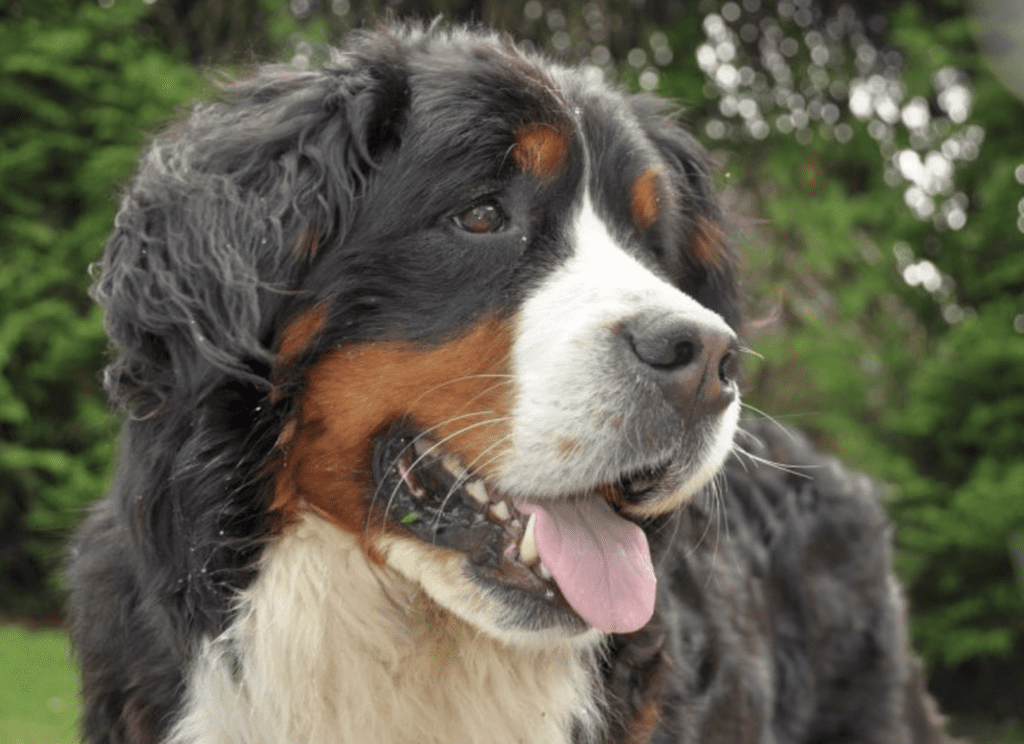 Bernese-Mountain-Dog
