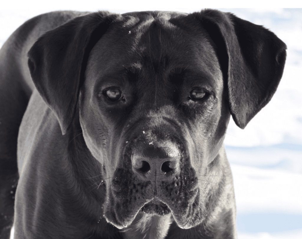 best-in-show-working-class-dogs-Cane-Corso
