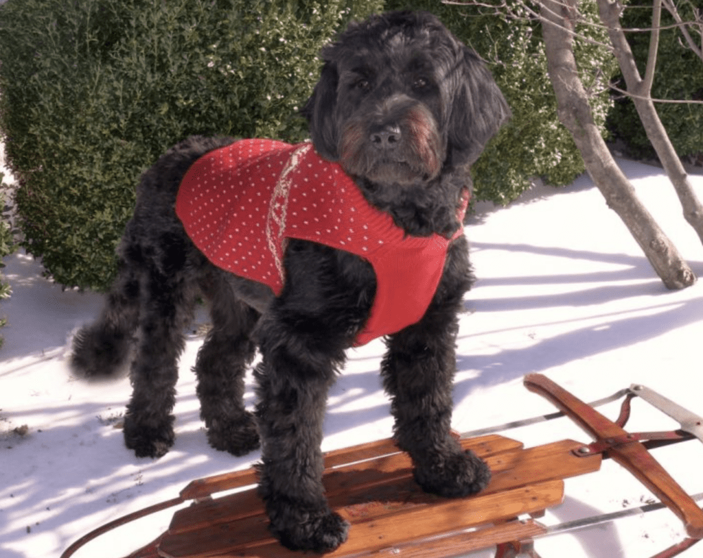 best-in-show-working-class-dogs-Portuguese-Water-Dogs