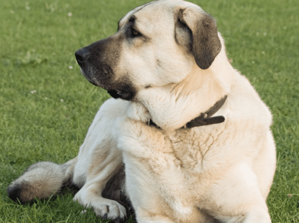 best-in-show-working-class-dogs-Anatolian-Shepherd-Dog