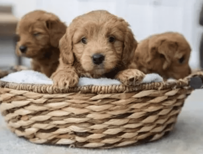 how-to-choose-a-healthy-puppy-When-Does-The-Puppy-Come-Home-With-Me