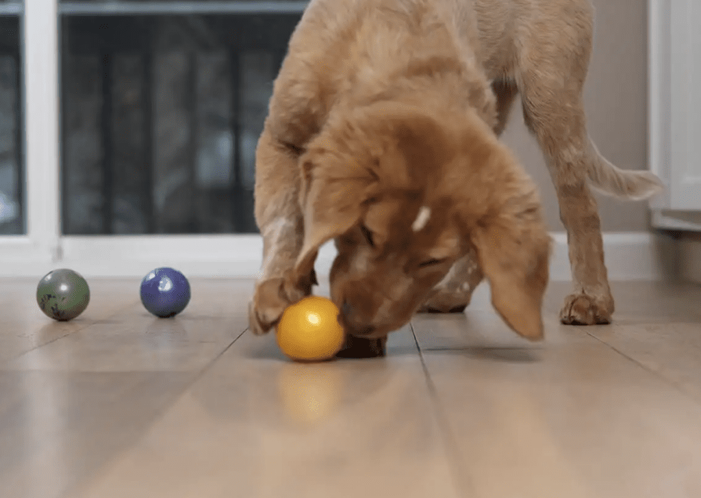 the-science-behind-dog-intelligence-Dogs-Are-Smart-in-Their-Own-Way
