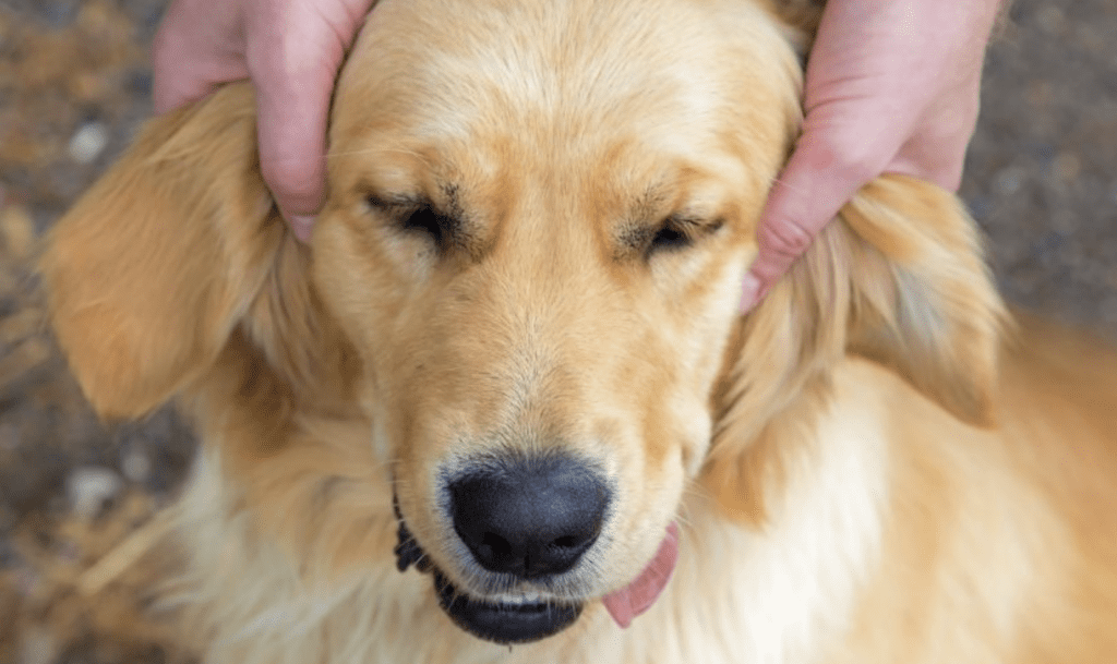 Tell-Your-Dog-That-You-Love-Them-Ear-Rubs-Make-Your-Dog-High-On-Love