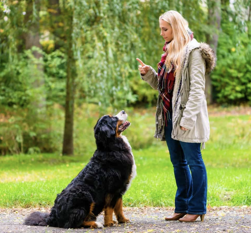 Tell-Your-Dog-That-You-Love-Them-Training-Positive-Reinforcement