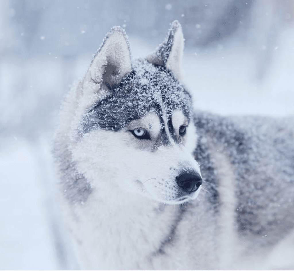 dogs-that-love-snow-Siberian-Husky