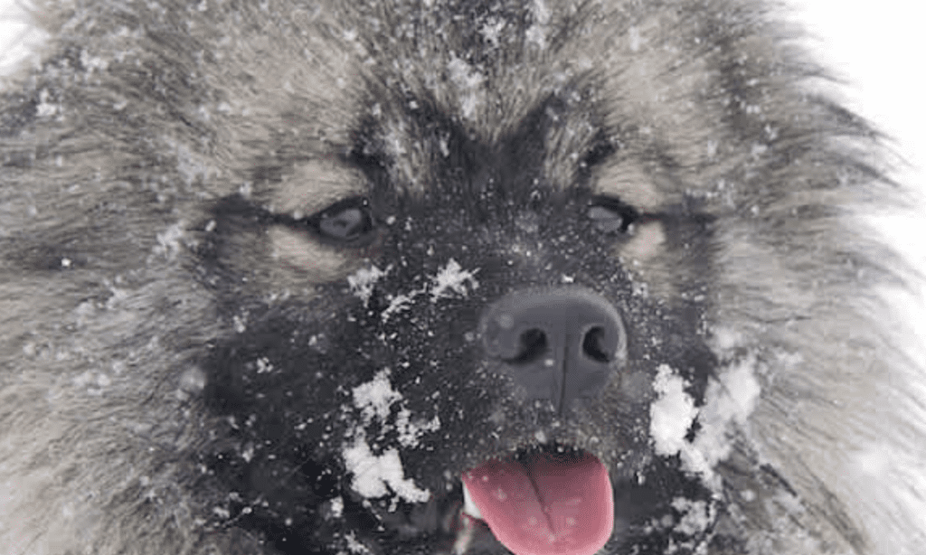 dogs-that-love-snow-Keeshond