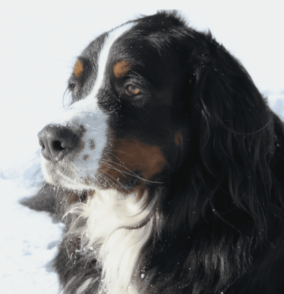 dogs-that-love-snow-Bernese-Mountain-Dog