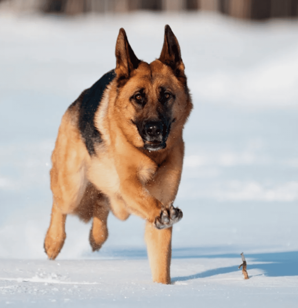 dogs-that-love-snow-German-Shepherd