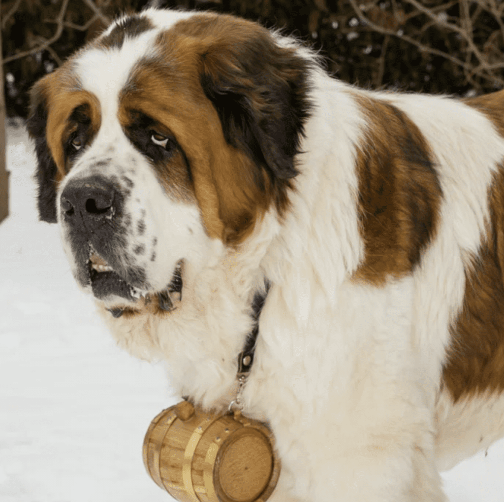 dogs-that-love-snow-St.-Bernard