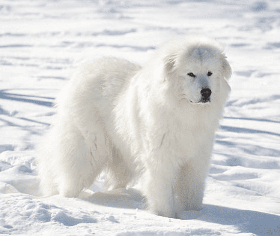 dogs-that-love-snow-great-Pyreneese