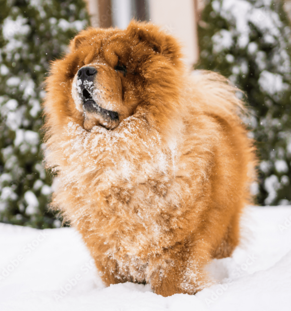 Photo-of-Chow-Chow-in-winter