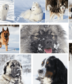 dogs-that-love-snow