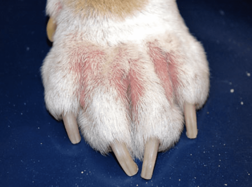 Symptoms-of-Dermatitis-in-Dogs