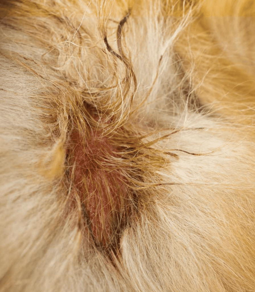 common-skin-problems-for-dogs
