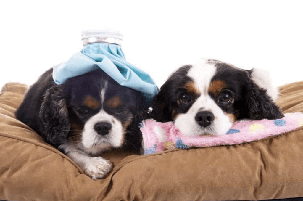 What-is-Canine-Influenza-Dog-Flu