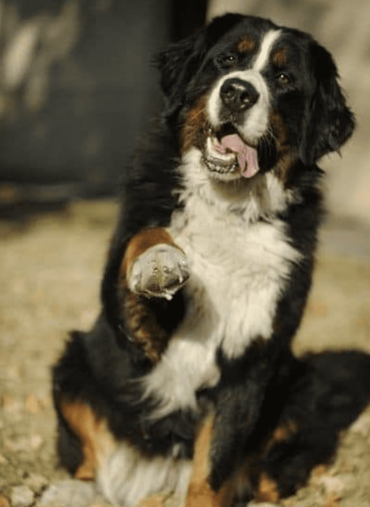 Is-Your-Dog-Right-or-Left-Handed-Bernese-Mountain-Dog